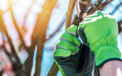 Why Tree Trimming Matters for Your Roofing, Siding, and Foundation