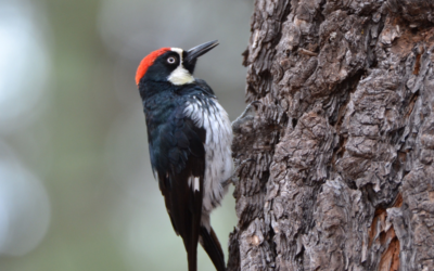 Protect Your Home: Effective Ways to Keep Woodpeckers Away from Your Siding