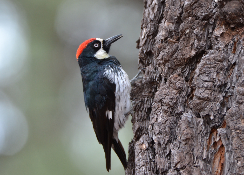 Protect Your Home: Effective Ways to Keep Woodpeckers Away from Your Siding